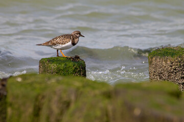 Ruddy turnstone on a pole, sea in the background