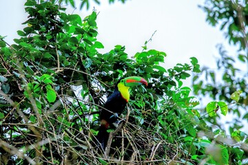 Faune du Costa Rica en Amerique Centrale