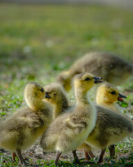 cute new born goslings having fun together