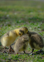 cute new born goslings having fun together