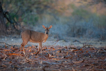 A Common Duiker seen on a safari in South Africa