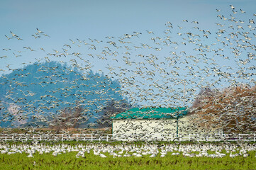 Snow Geese Migrating From Wrangell Island in Alaska to the Skagit Valley, Washington. Snow geese...