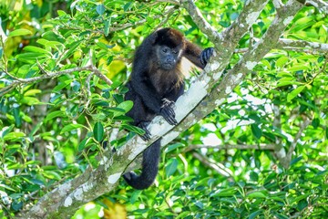 Faune du Costa Rica en Amerique Centrale