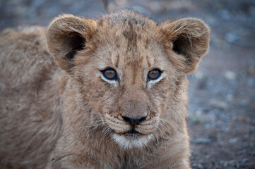 A Cute Lion cub seen on a safari in South Africa