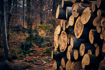 Bale drewna
Wood logs  - obrazy, fototapety, plakaty
