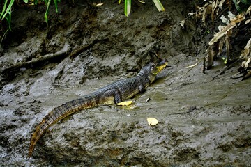 Faune du Costa Rica en Amerique Centrale