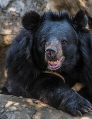 Asian black bear in the zoo