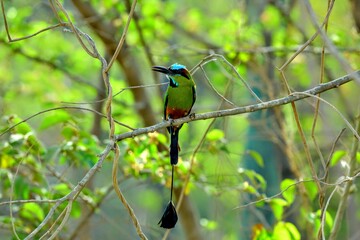 Faune du Costa Rica en Amerique Centrale