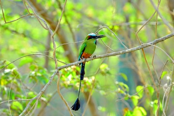 Faune du Costa Rica en Amerique Centrale