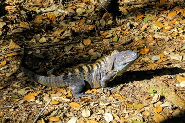 Faune du Costa Rica en Amerique Centrale