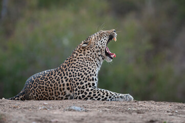 A Wild Leopard seen on a safari in South Africa