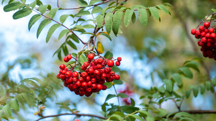 Red berries and green leaves of mountain ash tree branches in a autumn image.