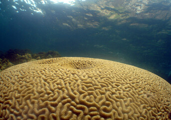 CORAL REEF , CARIBBEAN SEA , ARUBA