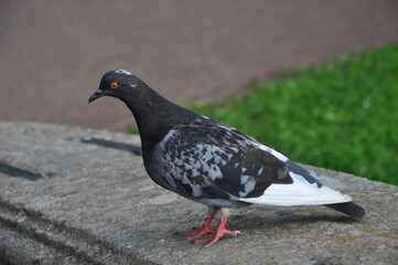 gołąb