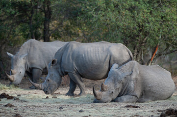 A White Rhino with a visible gunshot wound, after surviving a poaching attempt, seen on a safari in South Africa