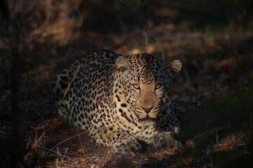 Fototapeta na wymiar A Wild Leopard seen on a safari in South Africa