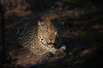 A Wild Leopard seen on a safari in South Africa