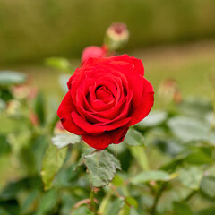 Live Red Rose, Rosaceae Rosoideae Rosa, Flower blossom on a plant with green leaves in garden, ready for picking or Valentines Day.