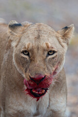 Female Lions seen feeding on a kill on a safari in South Africa