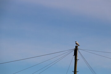 Fototapeta premium single seagull perched upon a post with telephone lines extending out from the post