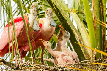 USA, Florida, Anastasia Island, Alligator Farm. Roseate spoonbill chick and parents on nest. © Danita Delimont