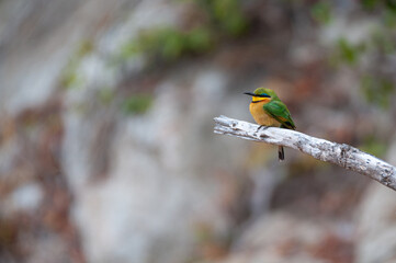 A Little Bee-eater seen on a safari in South Africa