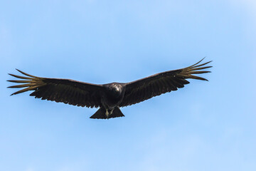 USA, Florida, Anastasia Island, Alligator Farm. Black vulture flying.