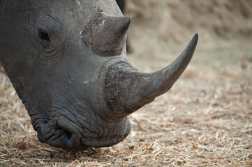 Close up of a White Rhino seen on a safari in South Africa