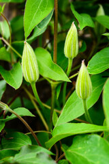 Three buds of a clematis flower.