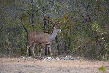 Female Kudu chewing on old Buffalo bones on a safari in South Africa