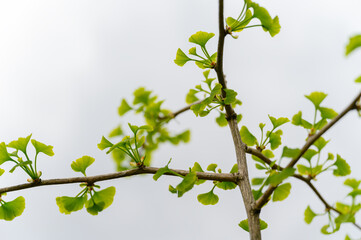 Ginkgo - young green leaves on twigs.