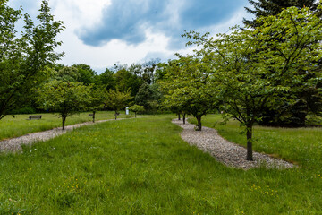 Rows of cherry trees in square in park at cloudy day