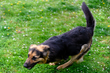 German shepherd running across the lawn.