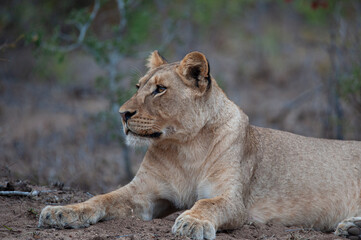 Fototapeta na wymiar A young Female lion seen on a safari in South Africa