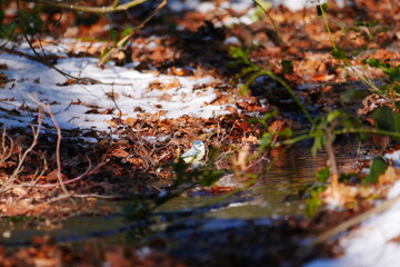 Obraz na płótnie Canvas Cyanistes caeruleus blue tit sits in the forest stream in winter