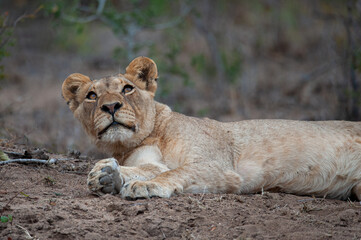 A young Female lion seen on a safari in South Africa
