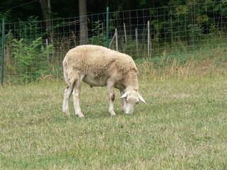 Tiere in der natur 