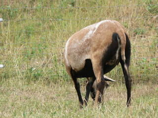 Tiere in der natur 