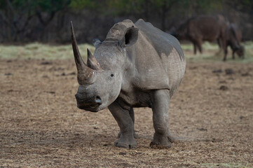 Fototapeta premium White Rhino and Cape Buffalo seen on a safari in South Africa