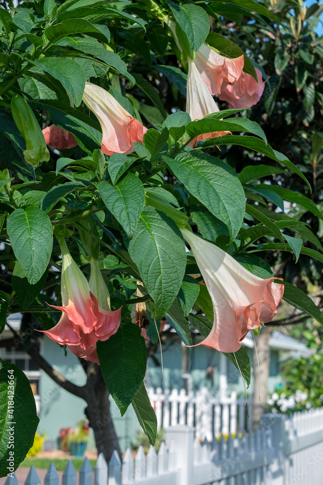 Sticker Angel's Trumpet, Florida, USA