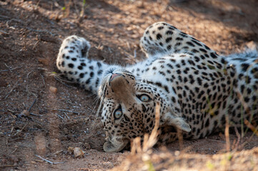 A Wild Leopard seen on a safari in South Africa