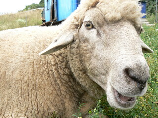 Tiere in der natur 