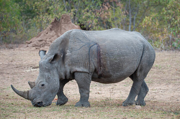A White Rhino with a visible gunshot wound, after surviving a poaching attempt, seen on a safari in South Africa