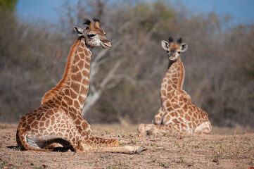 Baby Giraffe seen a resting on a safari in South Africa