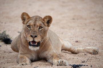 A young Female lion seen on a safari in South Africa