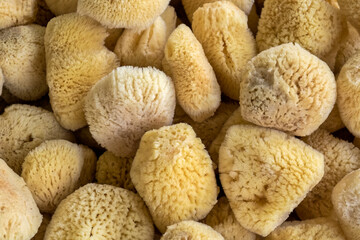 Natural sponge, Tarpon Springs, Florida, USA