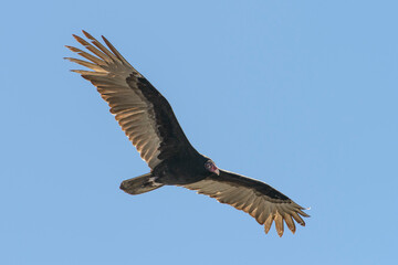 Fototapeta premium Merritt Island National Wildlife Refuge, Florida. Flying Turkey Vulture (Cathartes aura).