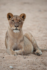 A young Female lion seen on a safari in South Africa