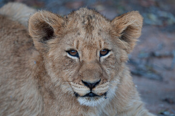 Fototapeta na wymiar A Cute Lion cub seen on a safari in South Africa