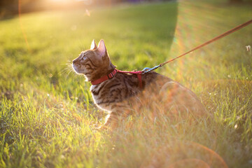 the cat on a leash walks on the street at sunset.